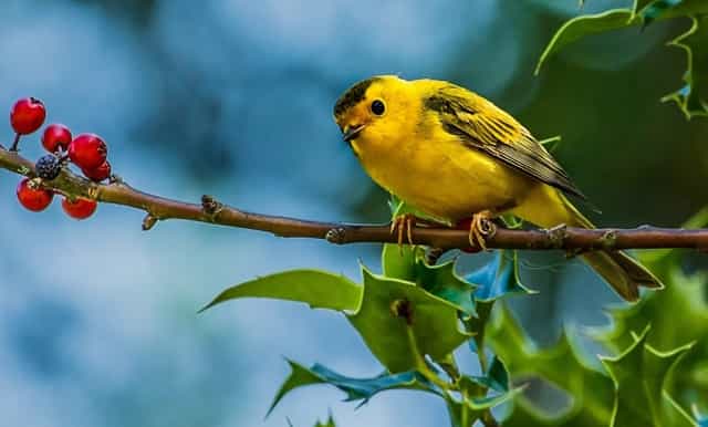 袖虎病猫攻略：猫打喷嚏别忽视