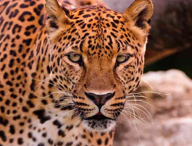 袖虎病狗攻略：哮喘的狗狗要小心