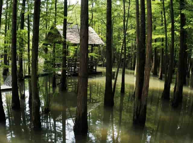 袖虎病猫攻略：母猫产后出血的解决办法