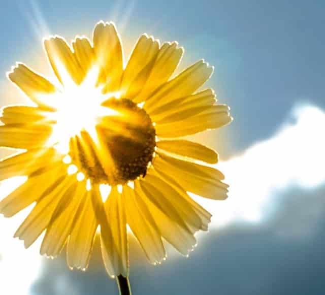 袖虎病猫攻略：小心换粮会软便！