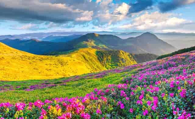 袖虎教你避雷：猫咪的虚假求救信号和真实求救信号