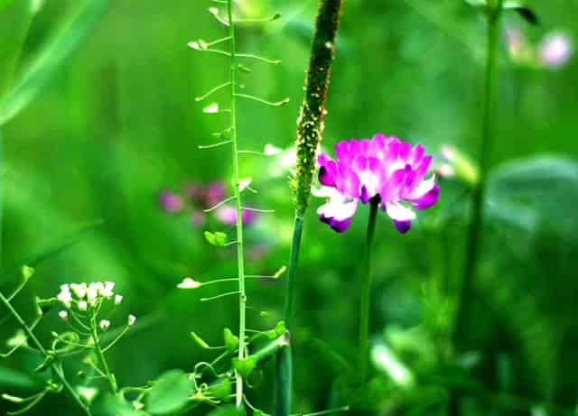 袖虎病猫攻略：猫咪鼻炎处理方法