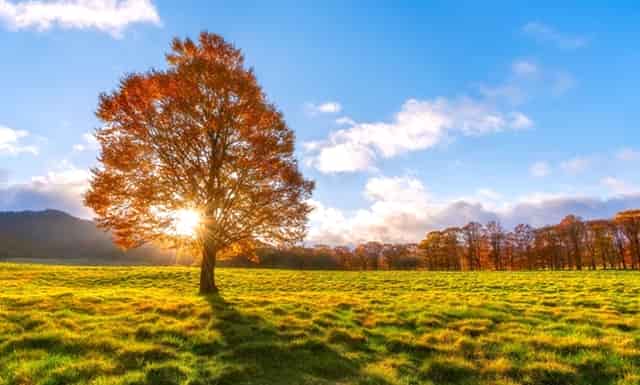 比亚迪上半年新车销量首进全球前十