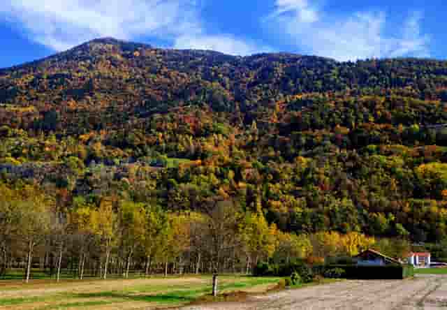 袖虎病狗攻略：狗狗白内障的三大症状？