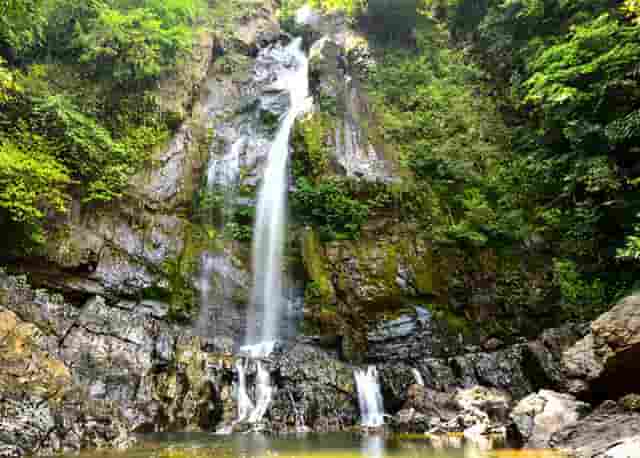 袖虎病猫攻略：如何治疗猫耳螨？找对方法不用愁