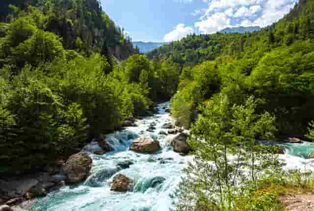 袖虎病狗攻略：关于狗狗断尾那些你不知道的事