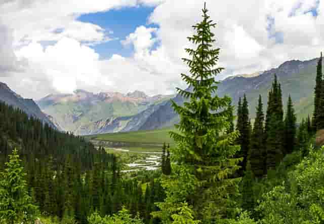 进入热门宠物行业，“口碑王”袖虎宠物带你成功！