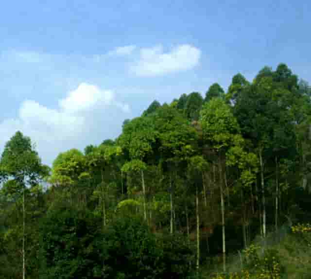 袖虎宠物揭秘骗子宠物商常见招数